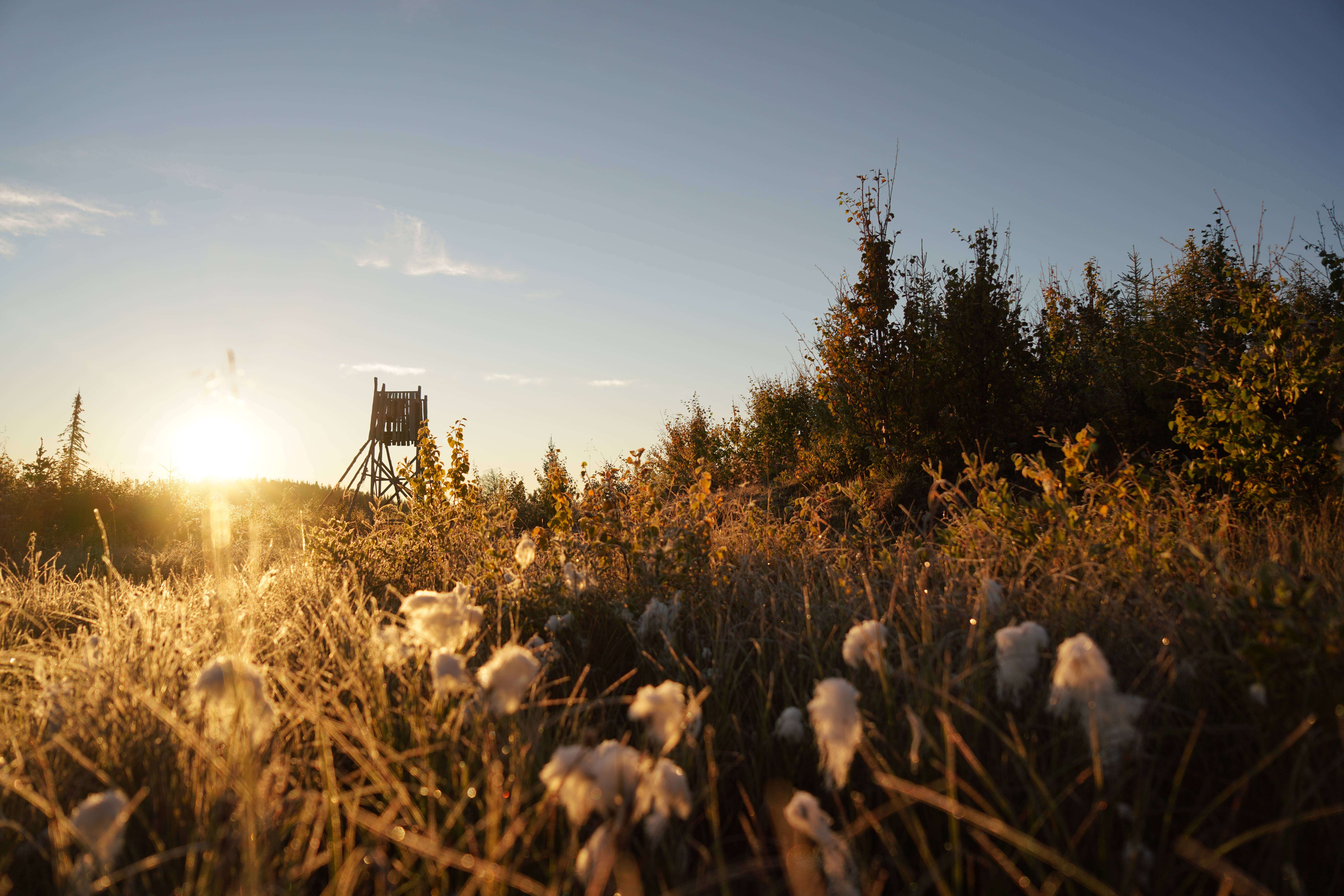 Svenskt vildmarkslandskap i gyllene gryningsljus med jakttorn